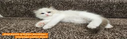 Ragdoll cats for sale: Stunning Ragdoll Kittens – Boys Only (TICA) - Advert 16