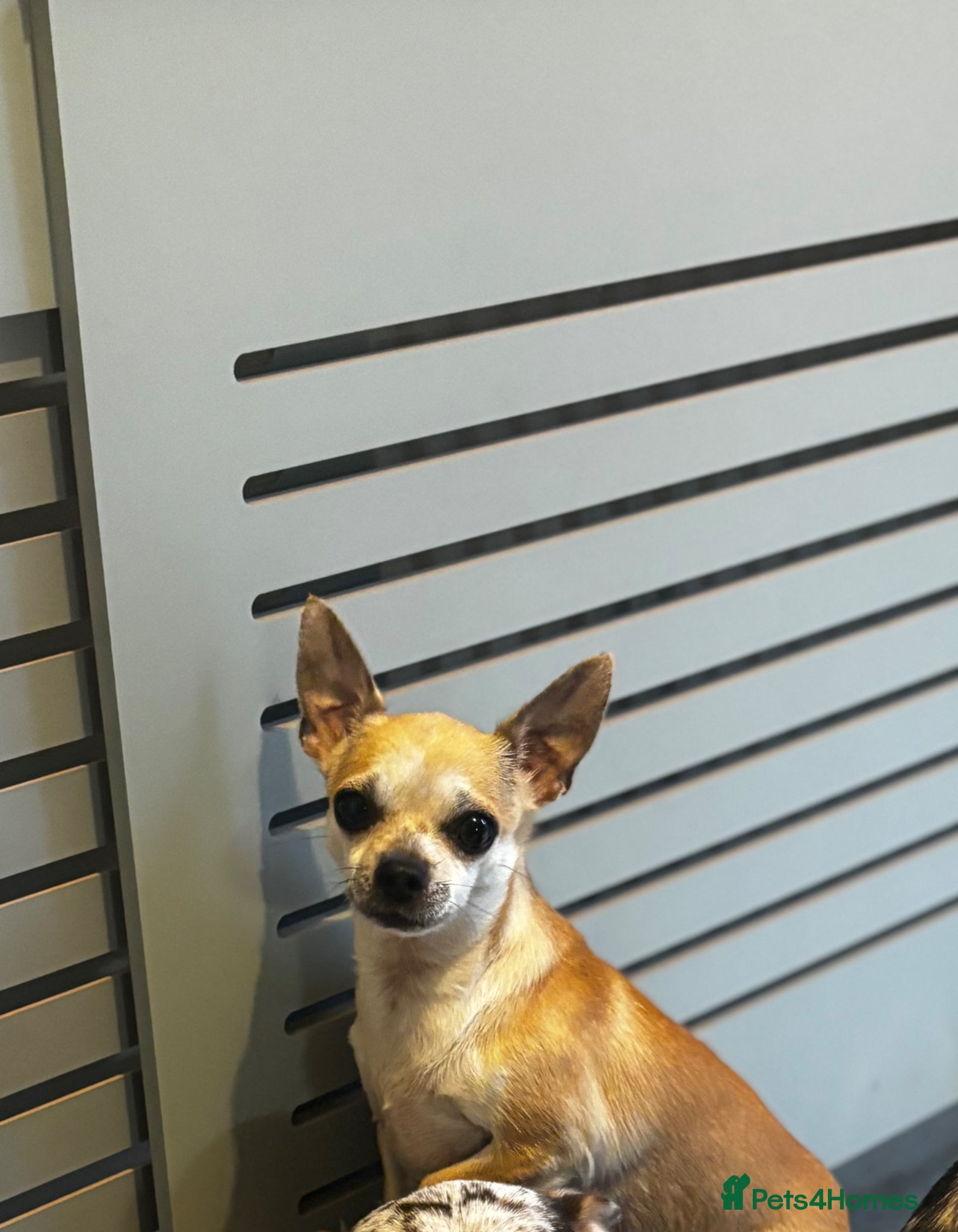 Chihuahua dogs Chihuahua Pair Looking for a Quiet, Loving Home 🐾 - Advert 4