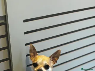 Chihuahua dogs Chihuahua Pair Looking for a Quiet, Loving Home 🐾 - Advert 4