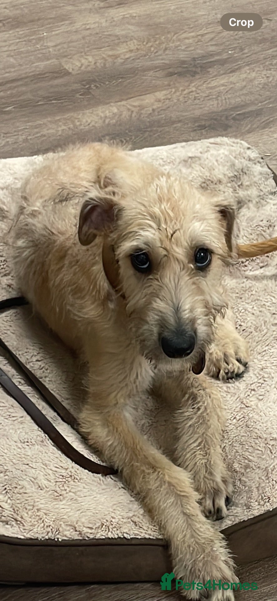Mixed Breed dogs Deerhound greyhound x saluki greyhound  - Advert 1
