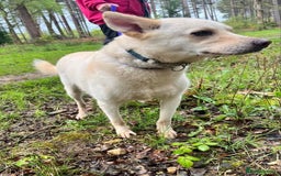 Mixed Breed dogs for adoption: Buddy - Norwich Norfolk  - Image 19