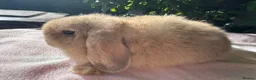 Mini Lop rabbits for sale: Beautiful mini lops for sale  - Advert 5