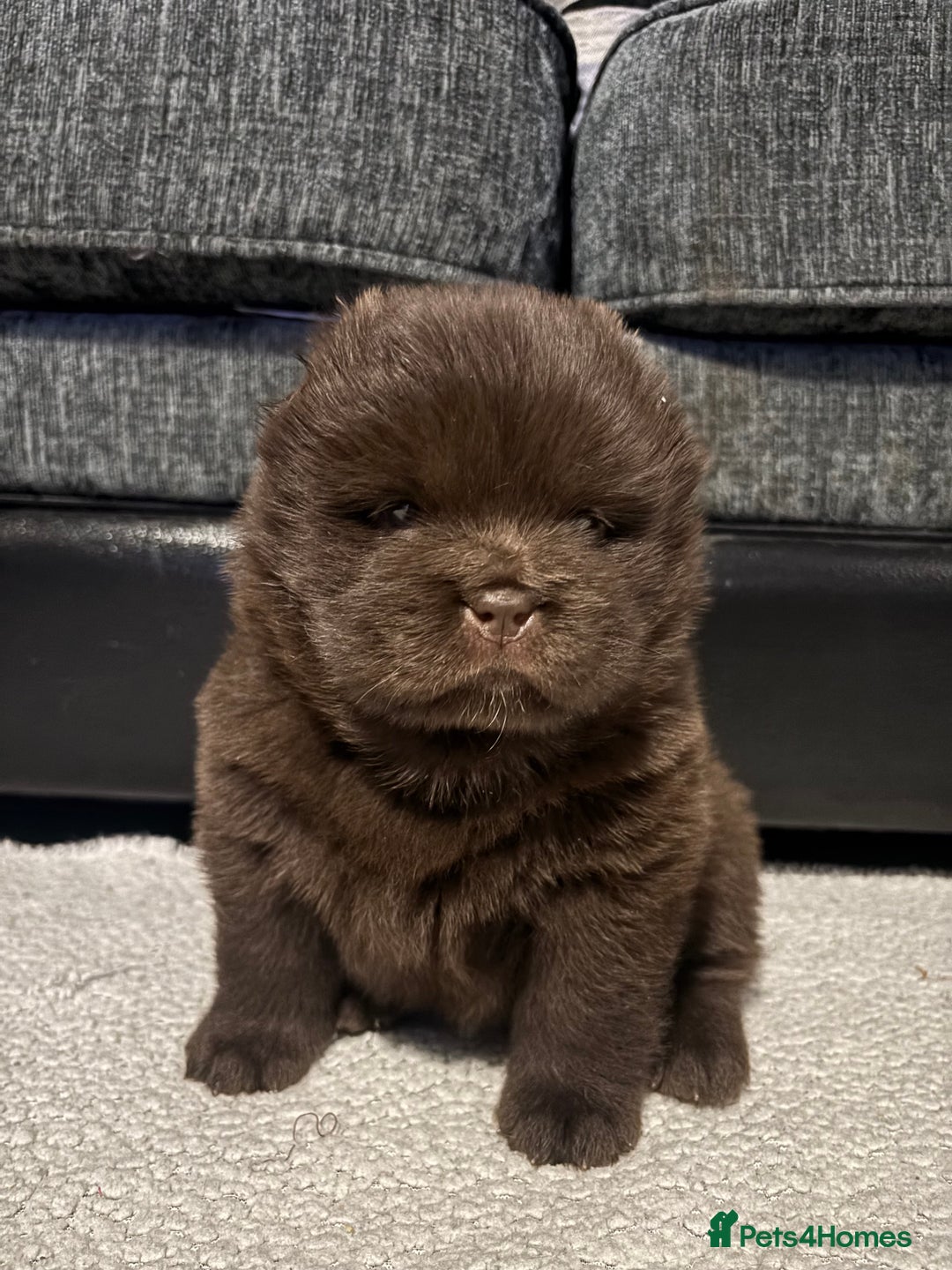 Chow Chow dogs for sale: Chow chow pups SMOOTH and FlUFFY coats  - Advert 3