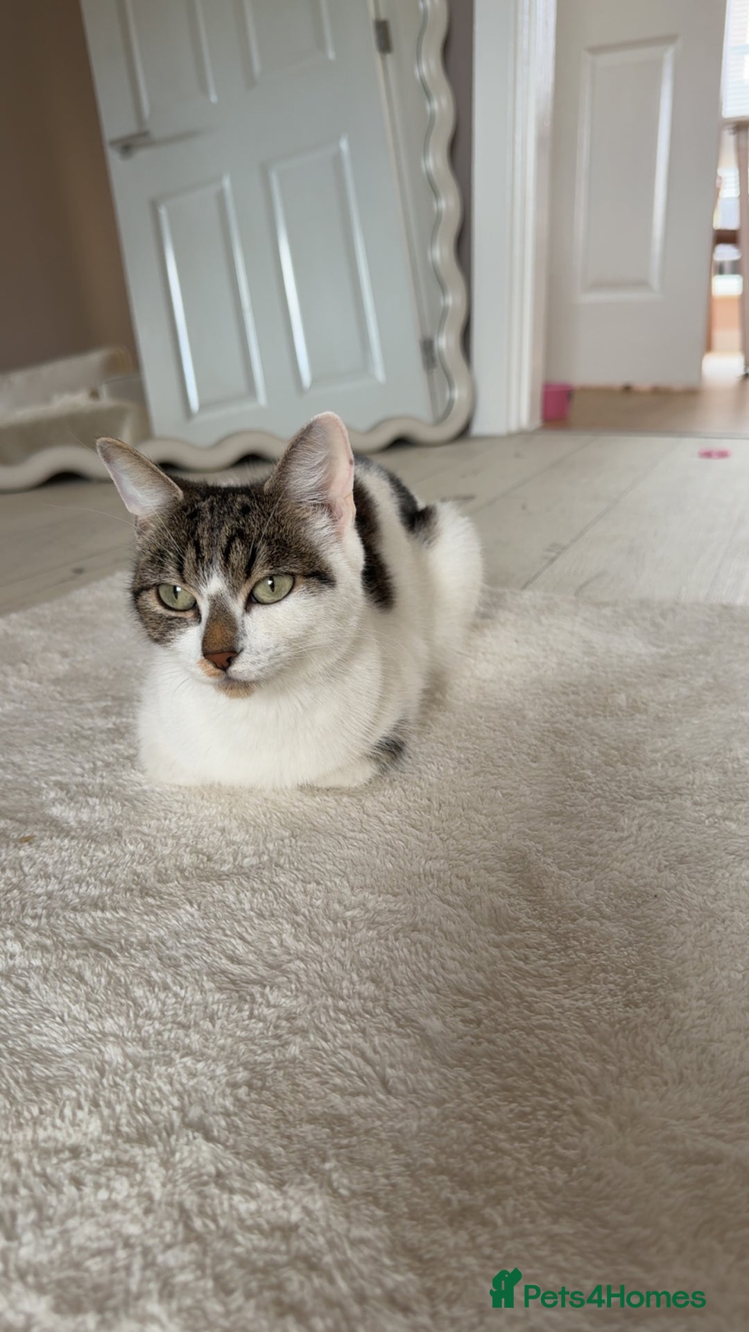 Scottish Fold cats for sale: scottish fold mix girl grey & white thick hair  - Image 2