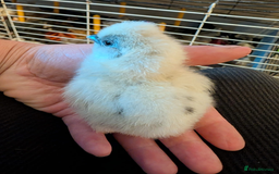Chickens poultry for sale: Mixed breed chicks and Silkies - Image 3