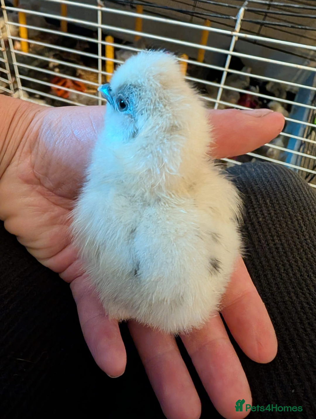 Chickens poultry for sale: Mixed breed chicks and Silkies - Image 3