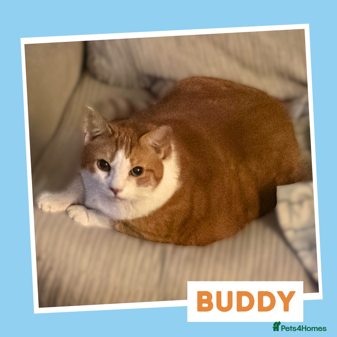 Mixed Breed cats for adoption: Chilled Out Ginger Boy - Image 2