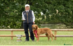 Labrador Retriever dogs for sale: Health Tested FTCH Sired Working Labrador Puppies - Advert 8