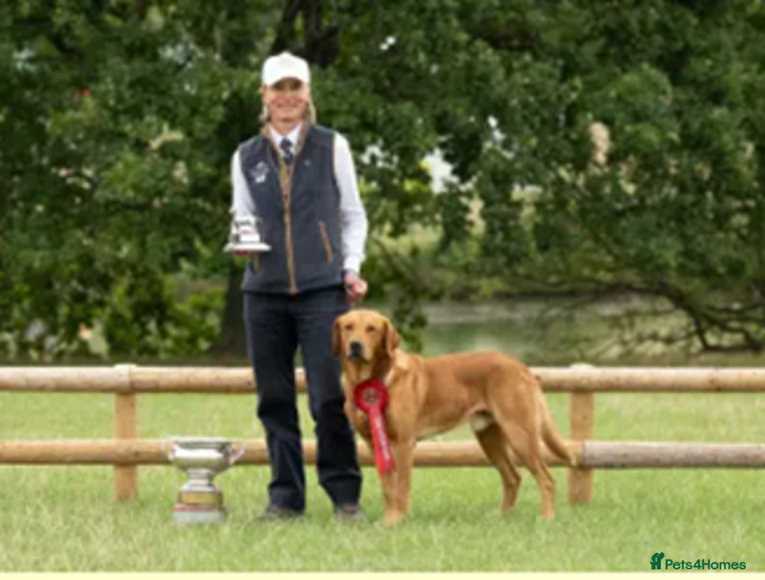 Labrador Retriever dogs for sale: Health Tested FTCH Sired Working Labrador Puppies - Advert 8