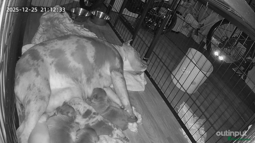 American Bull Staffy dogs for sale: American staff pups - Advert 2