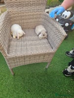 Mini Lop rabbits Pure Mini Lops - Advert 5