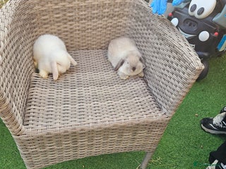 Mini Lop rabbits - Advert 1