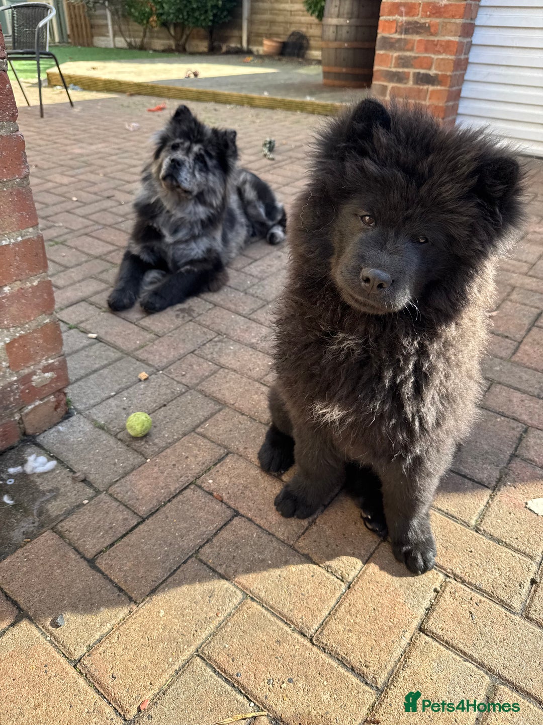 Chow Chow dogs for sale:  🐾 LAST TWO Ready to go STUNNING GIRL chow chows* - Image 7
