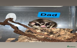 Sugar Glider rodents for sale: 7 sugar gliders for sale - Image 3