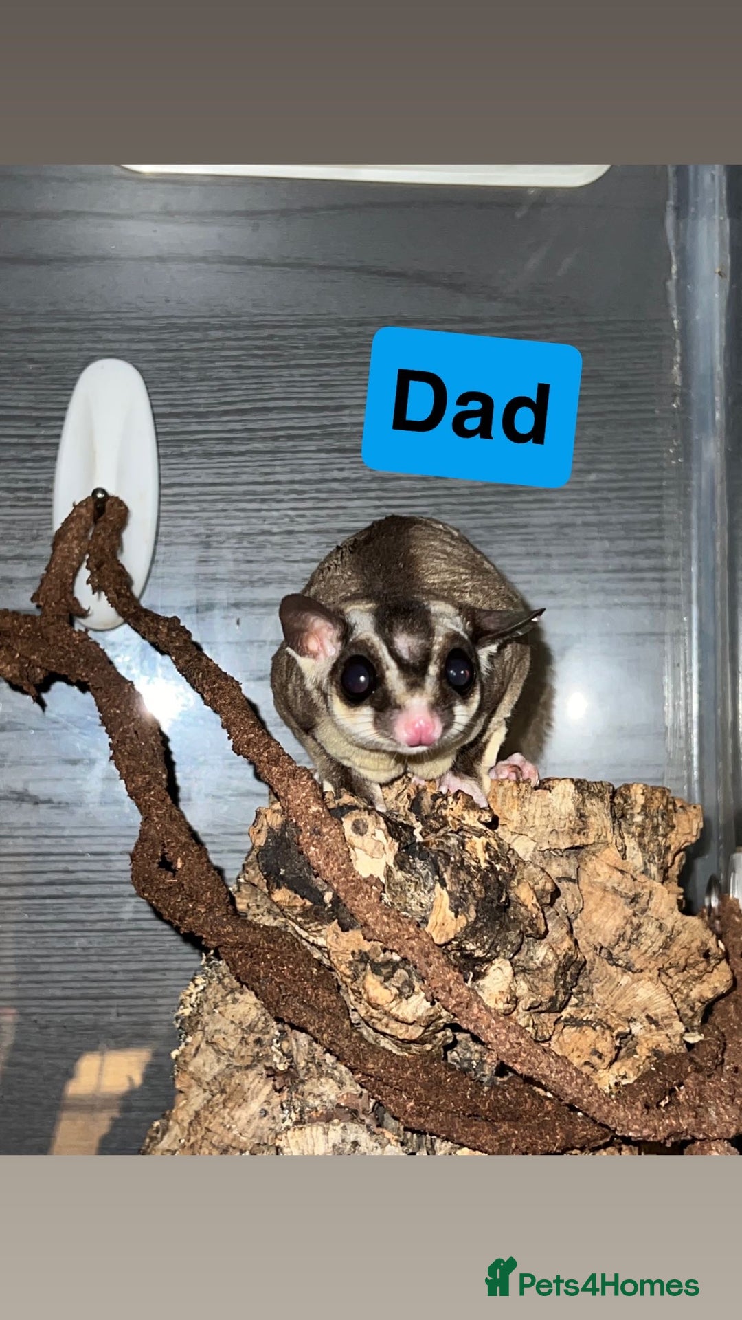 Sugar Glider rodents for sale: 7 sugar gliders for sale - Image 3