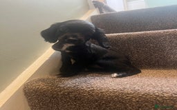 Mixed Breed dogs for sale: Lovely litter of Sprockerpoos  - Image 1