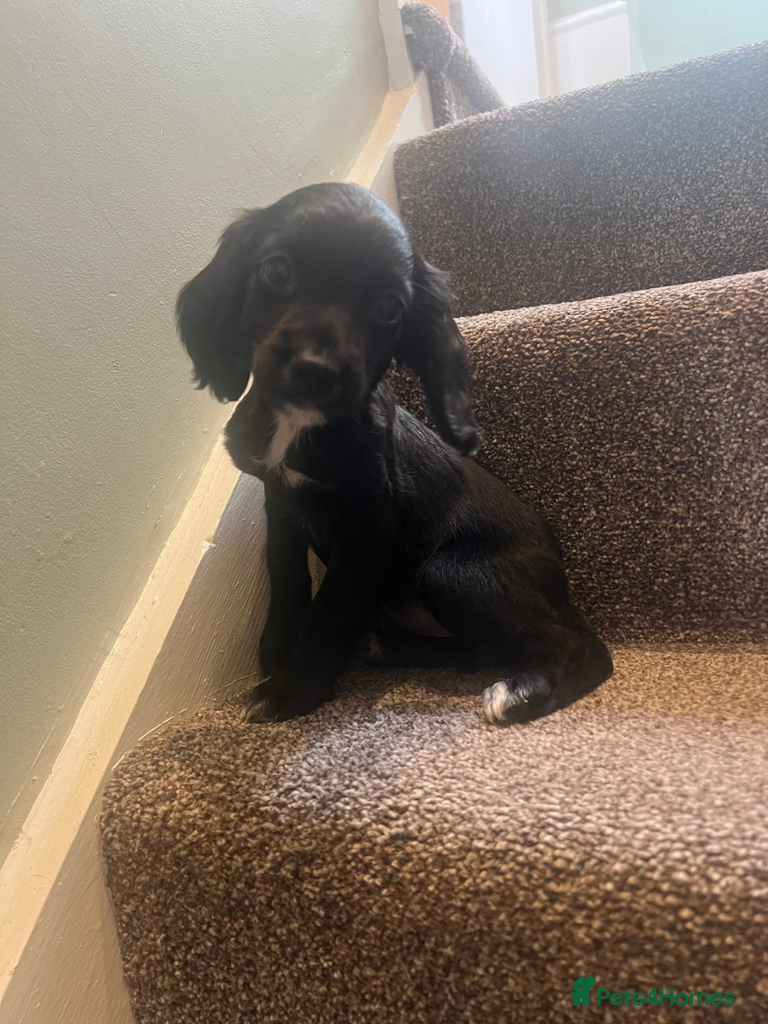 Mixed Breed dogs for sale: Lovely litter of Sprockerpoos  - Image 1