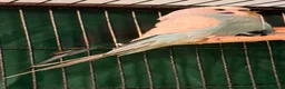 Budgerigars birds for sale: NON-FLYERS  Pair of Budgies – £40 for the pair - Advert 22