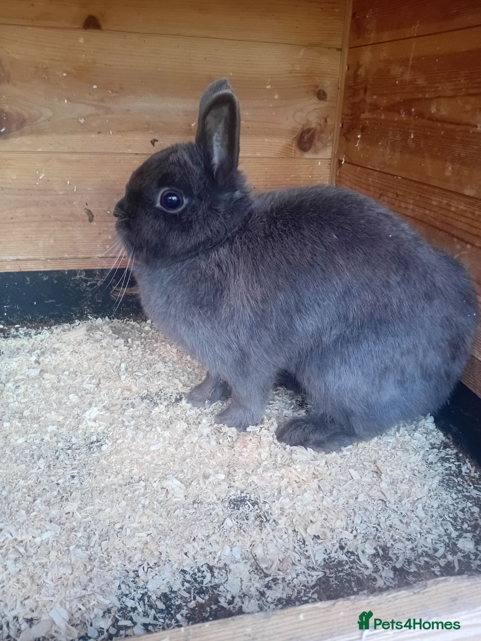 Netherland Dwarf rabbits Netherland dwarfs  - Advert 1