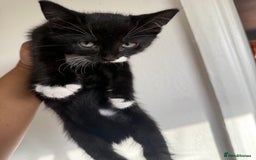 Mixed Breed cats for sale: Mixed Breed Kitten - Image 2