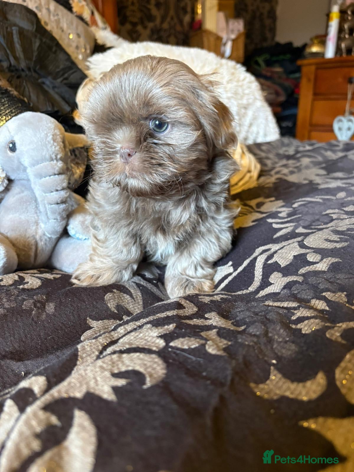 Shih Tzu dogs 4 beautiful stunning lilac shih tzu puppies  - Advert 8