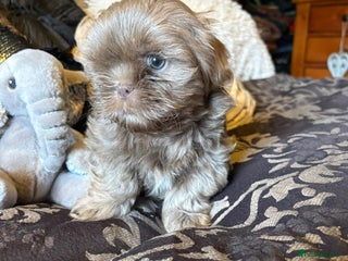 Shih Tzu dogs 4 beautiful stunning lilac shih tzu puppies - Advert 5