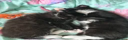 Domestic Shorthair cats for sale: Two little black and white girls - Advert 7