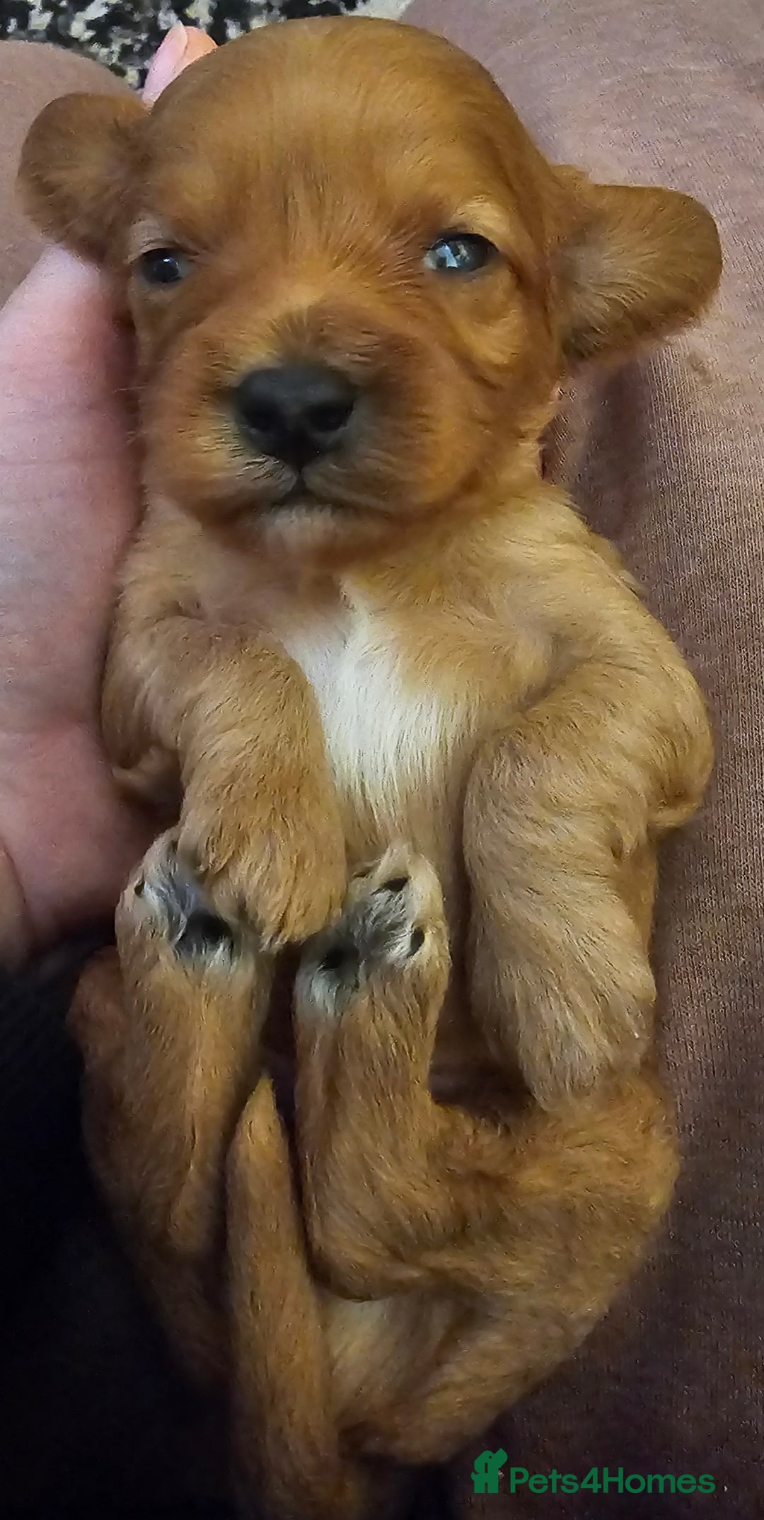 Cavapoo dogs for sale: Exceptional Quality F1 Cavapoos - Advert 11