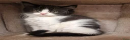 Mixed Breed cats for sale: mix Mainecoon - female - Advert 9