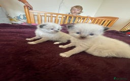 Mixed Breed cats for sale: Ragdoll x Maine coon kittens - Image 8
