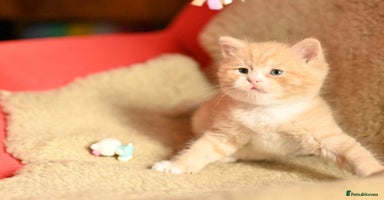 British Shorthair cats - Advert 3