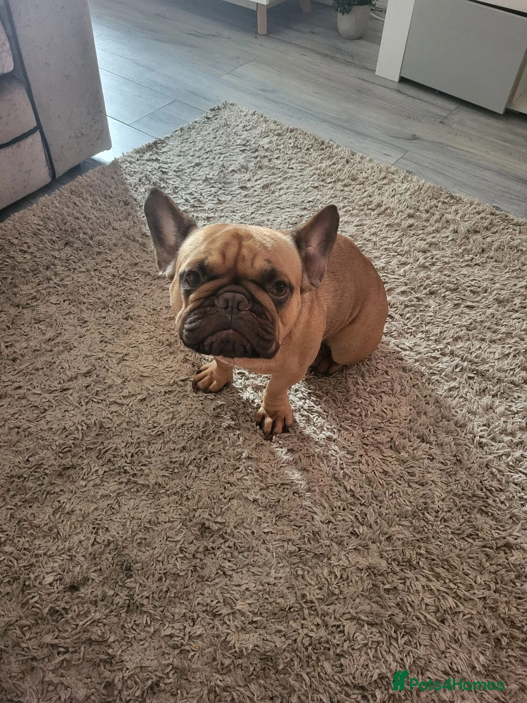 French Bulldog dogs for sale: Miss kora - Advert 2