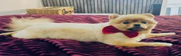 Pomeranian dogs for adoption: 2 sable female Pomeranians  in Dundee - Advert 4