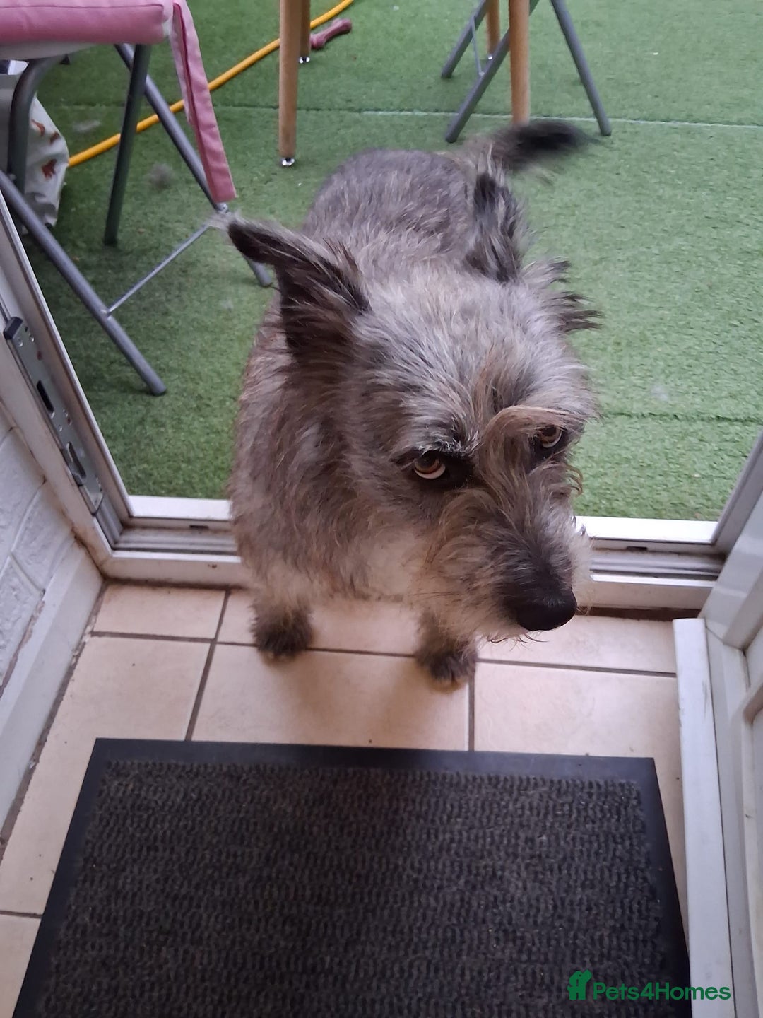 Mixed Breed dogs for adoption: Special Sissy needs her home! - Image 3