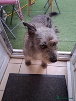 Mixed Breed dogs Special Sissy needs her home! - Advert 4
