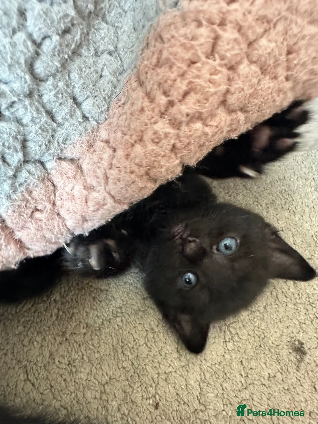 Mixed Breed cats for sale: Kittens for sale  - Advert 6