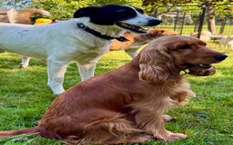 Cocker Spaniel dogs for adoption: Sunny: The Little Soul Who Escaped the Darkness - Image 8