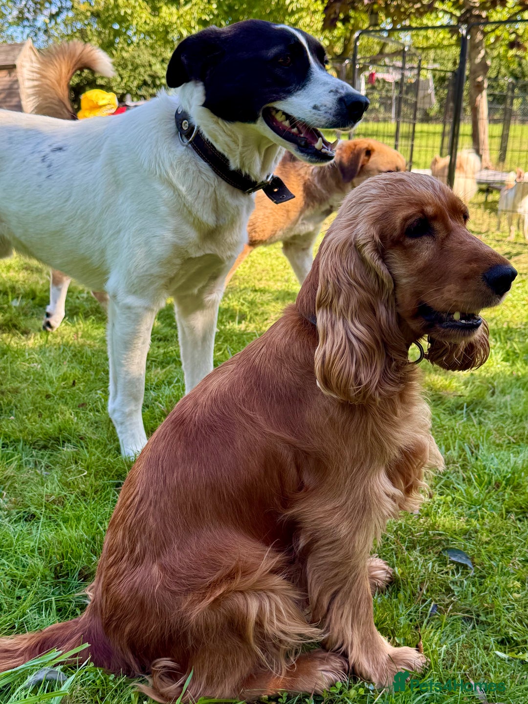Cocker Spaniel dogs for adoption: Sunny: The Little Soul Who Escaped the Darkness - Image 8