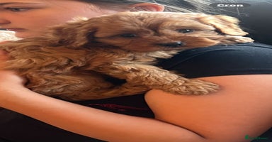 Cavapoo dogs - Advert 7