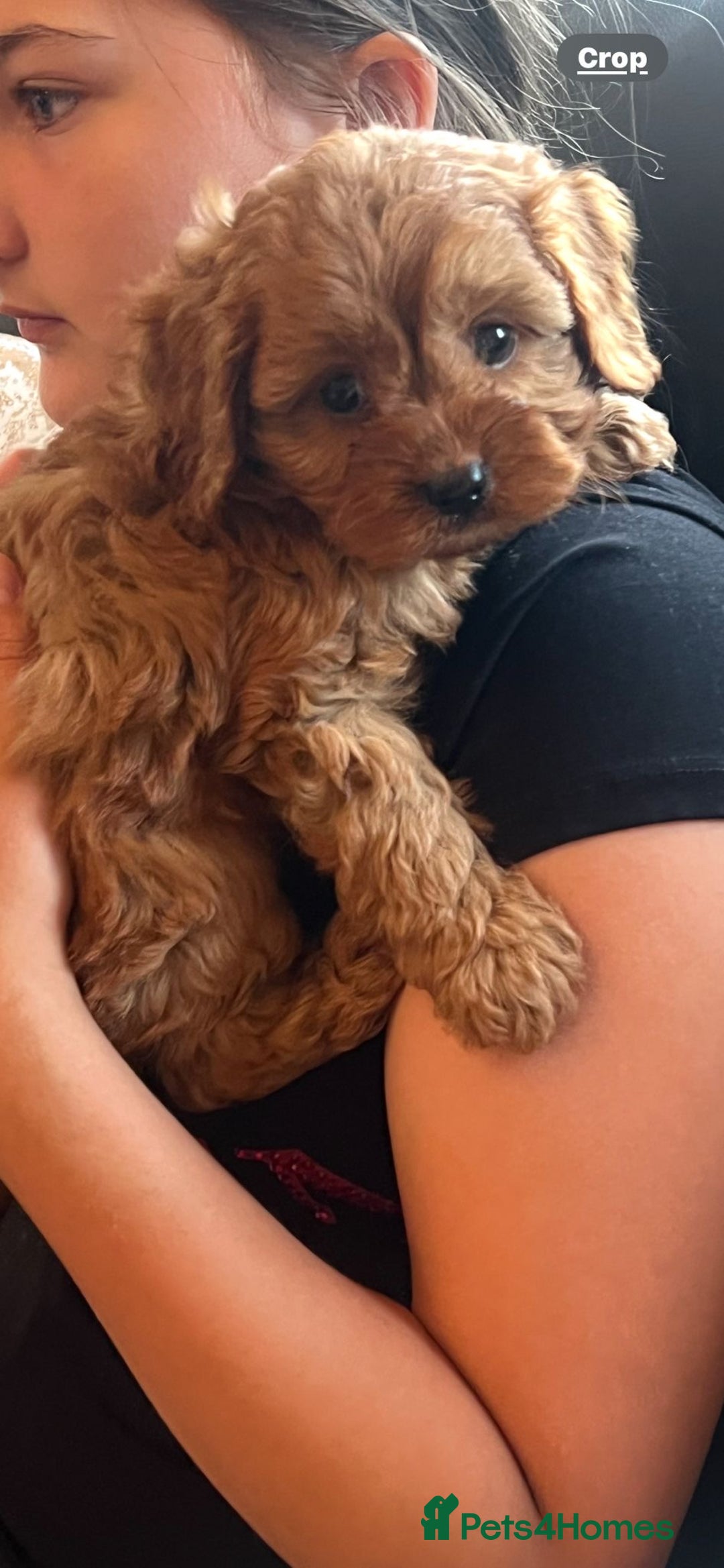 Cavapoo dogs for sale: Cavapoo puppies⭐️⭐️ health tested parents ⭐️⭐️⭐️ - Image 3
