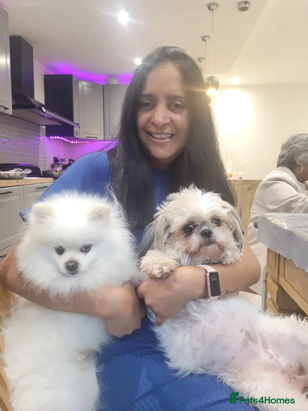 Mixed Breed dogs for sale: Shiranian-shihtzu cross pomeranian  - Advert 7