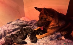 German Shepherd dogs for sale: Family reared GSD pups.  - Image 16