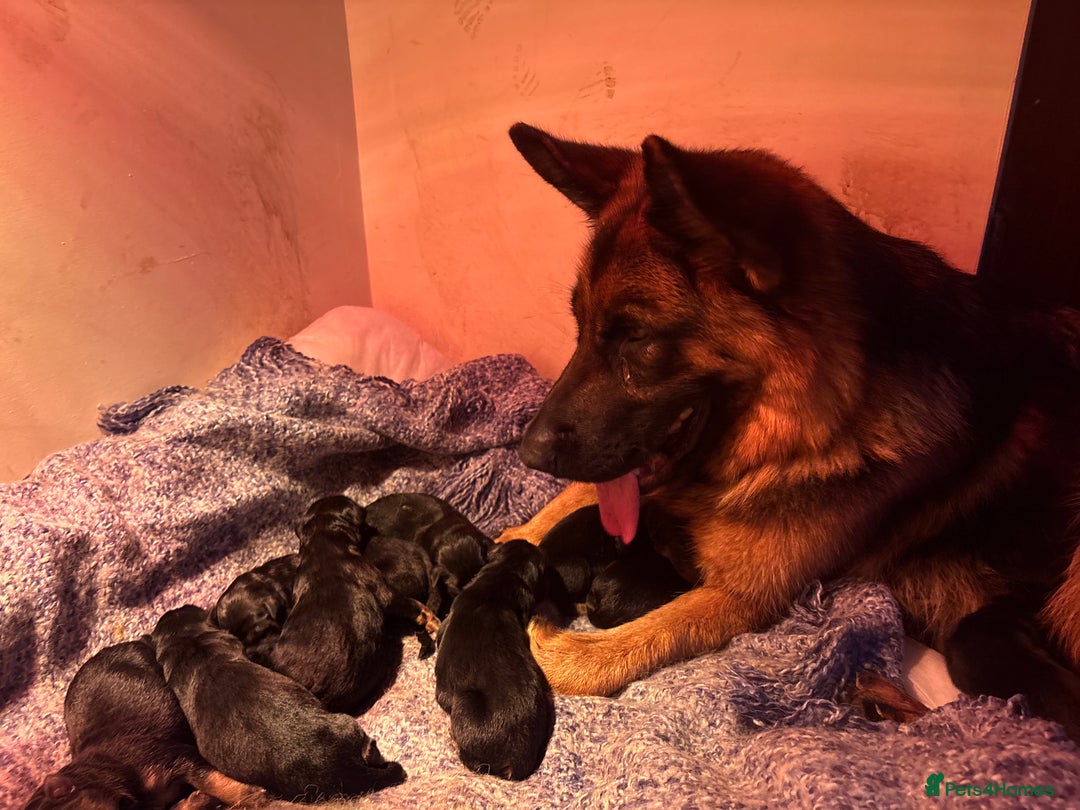 German Shepherd dogs for sale: Family reared GSD pups.  - Image 16