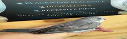 Budgerigars birds for sale: Budgies recessive and Blackwing split blackface  in Middlesbrough - Advert 5