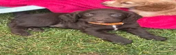 Sprocker dogs for sale: working sprocker spaniel puppies 2 left  - Advert 21