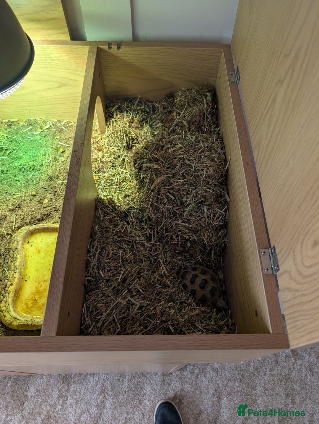 Tortoise reptiles for sale: Sammy the tortoise  - Advert 4