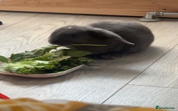 Mini Lop rabbits for sale: GREY MINI LOP FOR SALE - Image 2