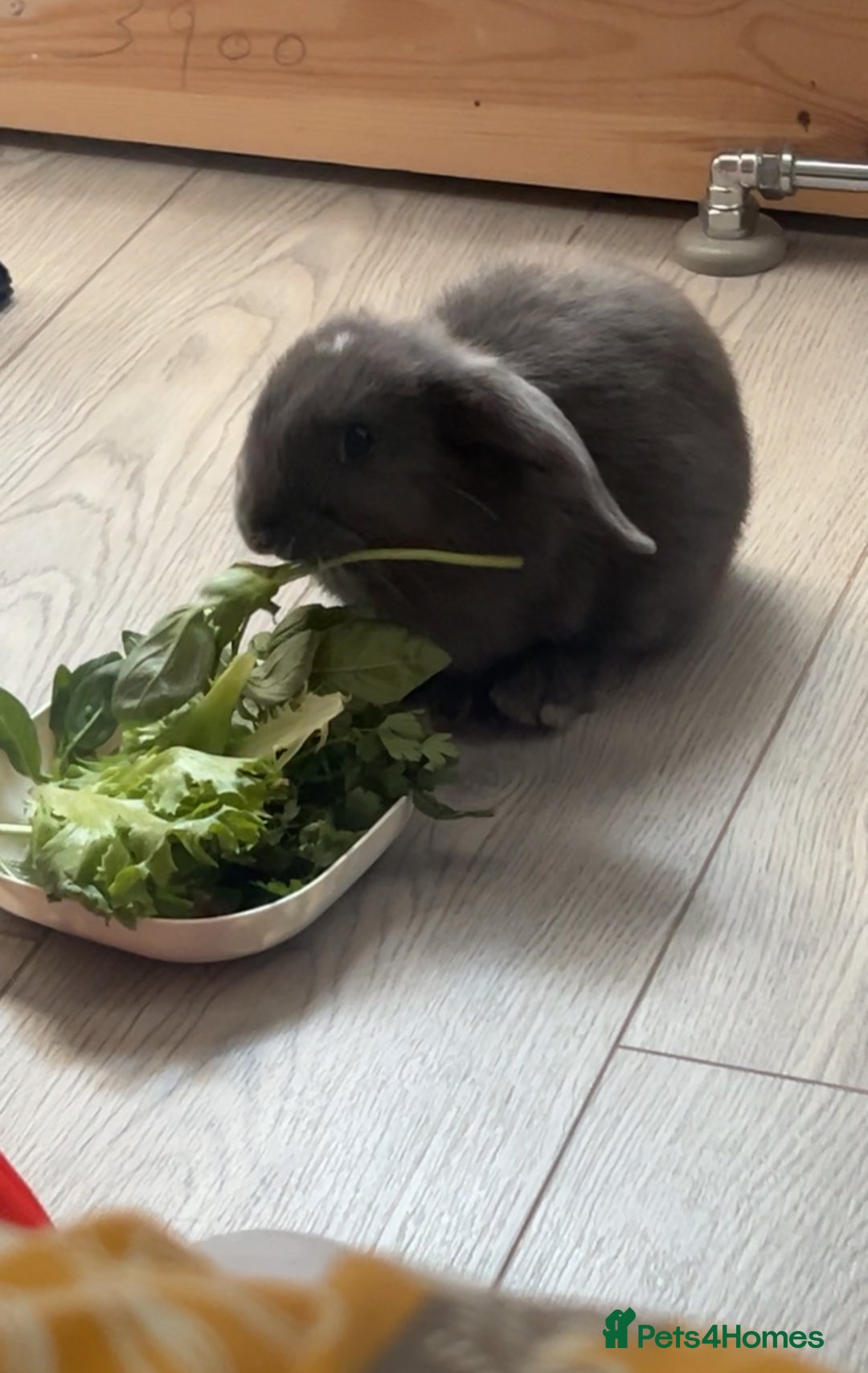 Mini Lop rabbits for sale: GREY MINI LOP FOR SALE - Image 2