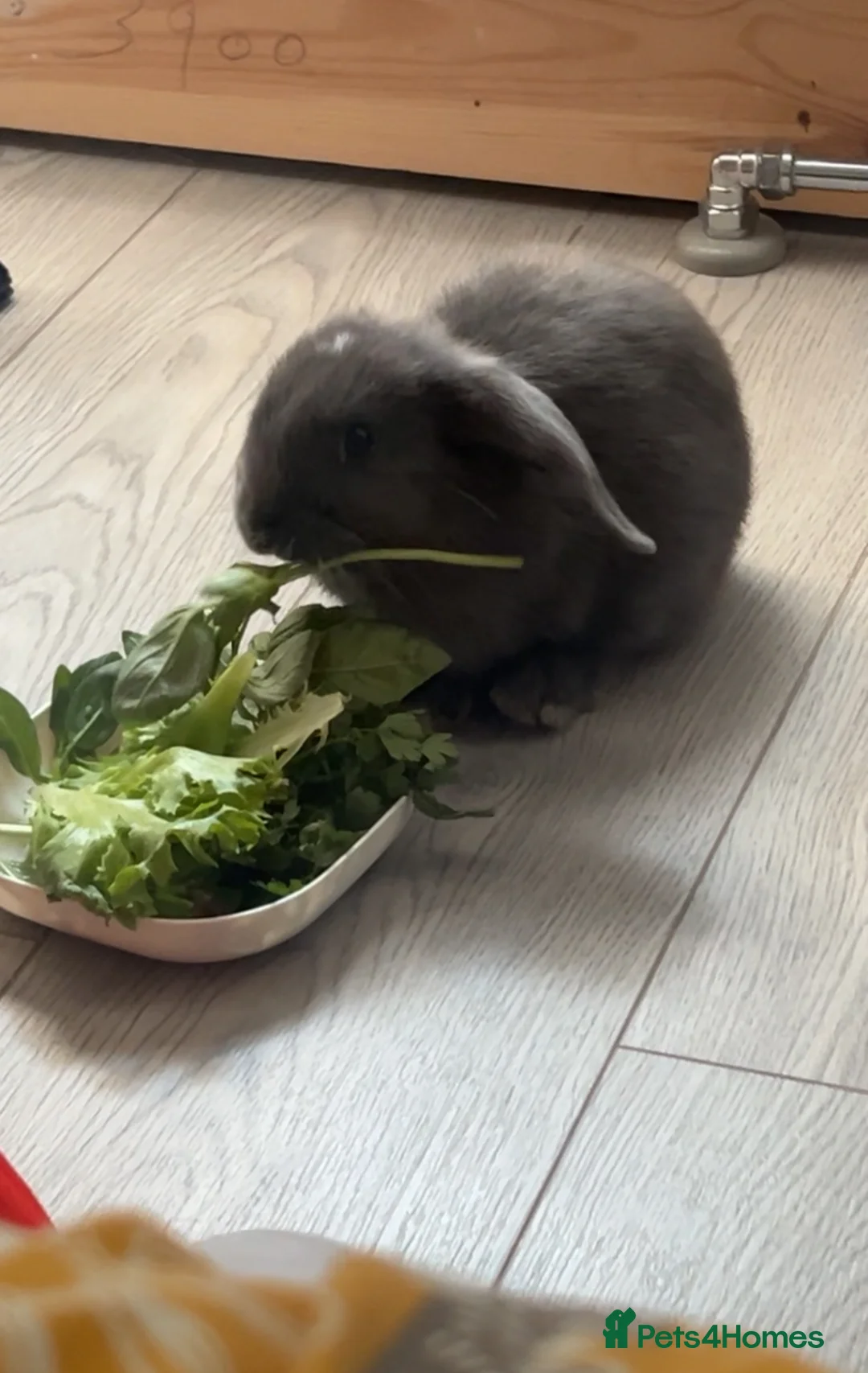 Mini Lop rabbits for sale: GREY MINI LOP FOR SALE - Advert 2