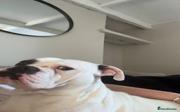 Old Tyme Bulldog dogs for sale: Bouver  - Image 3